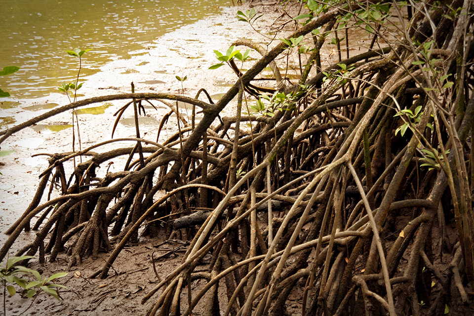 cape-tribulation-australie-06