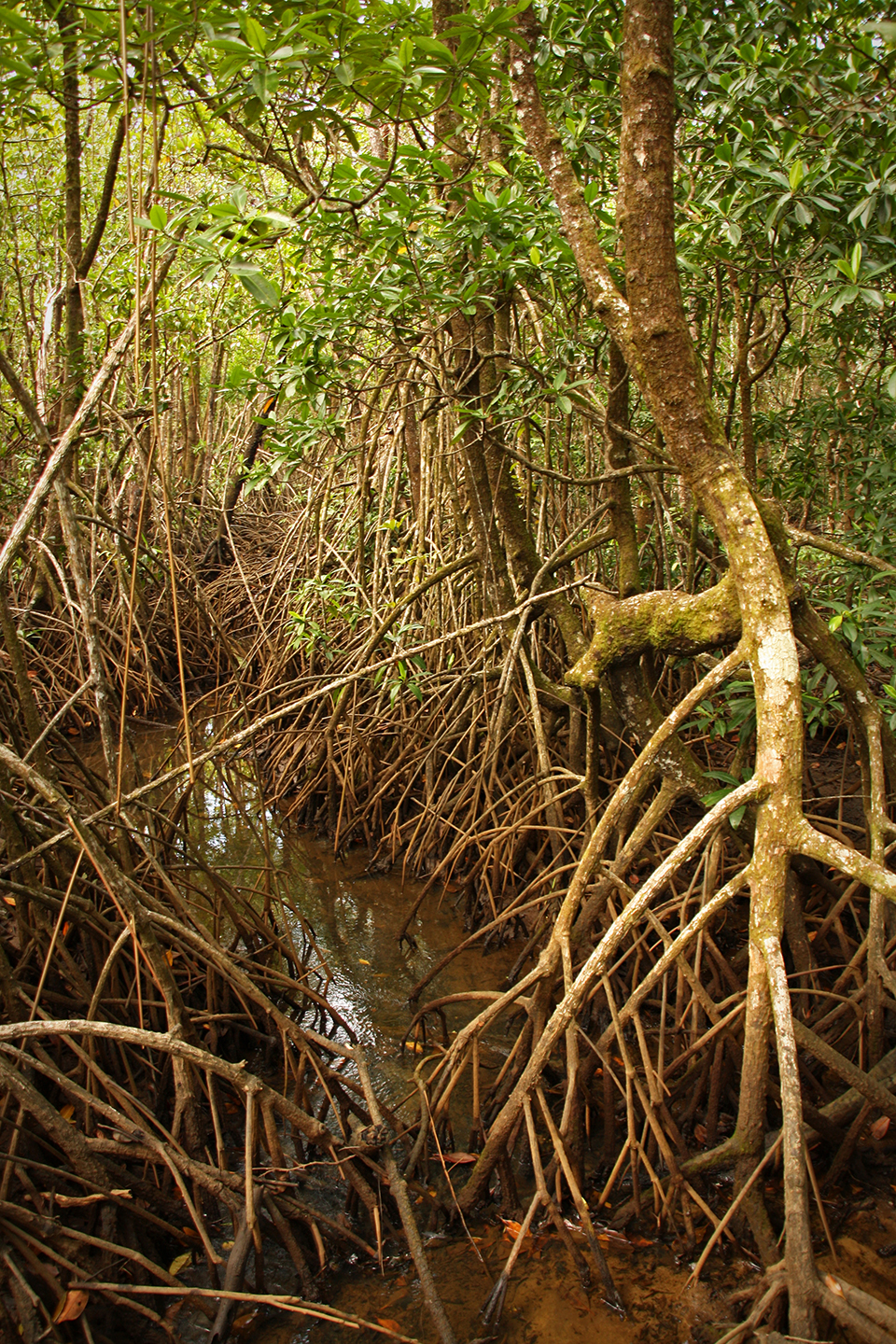 cape-tribulation-australie-16