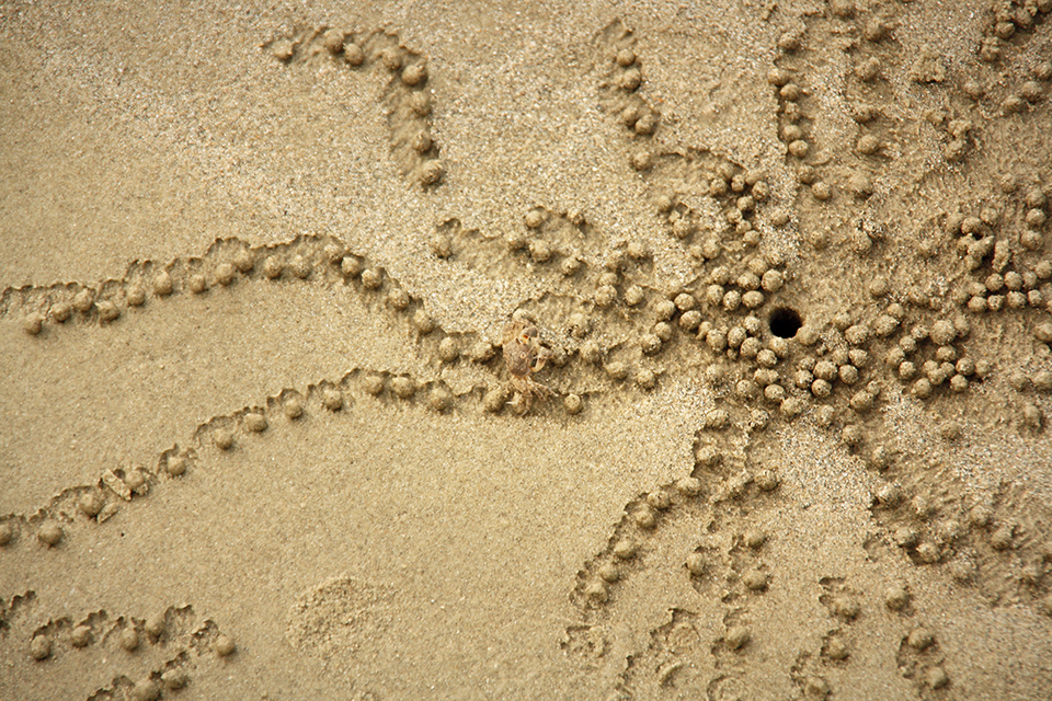 cape-tribulation-australie-22