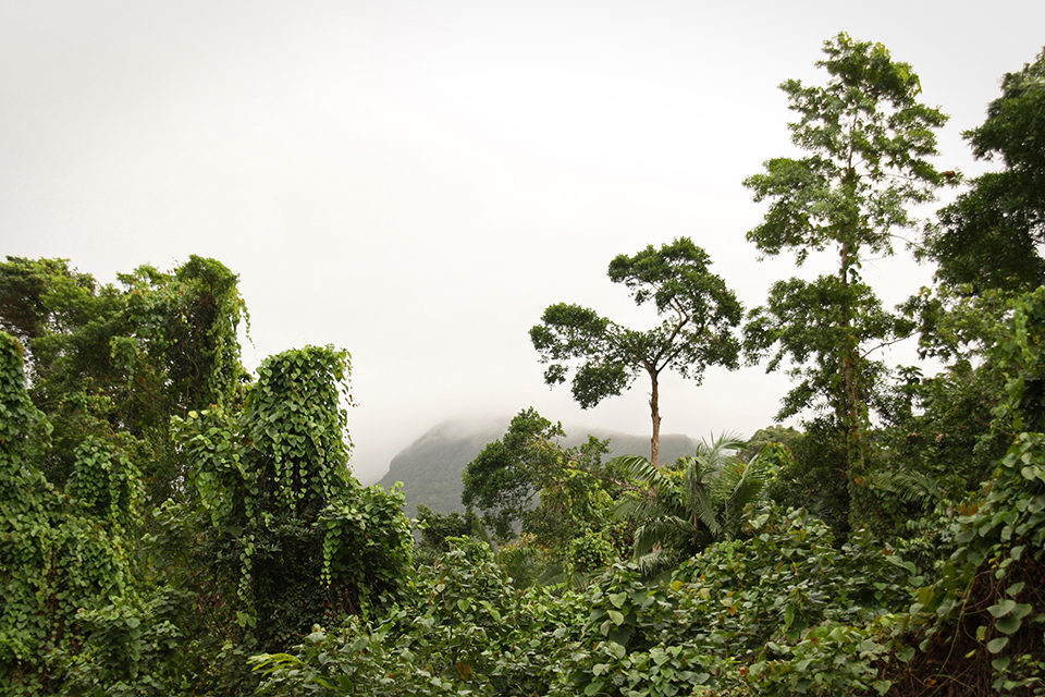 cape-tribulation-australie-24