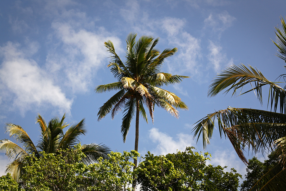 cape-tribulation-australie-33