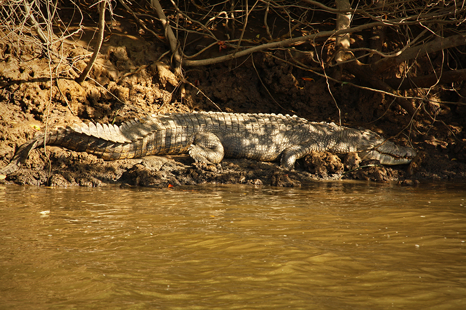 daintree-river-australie-01