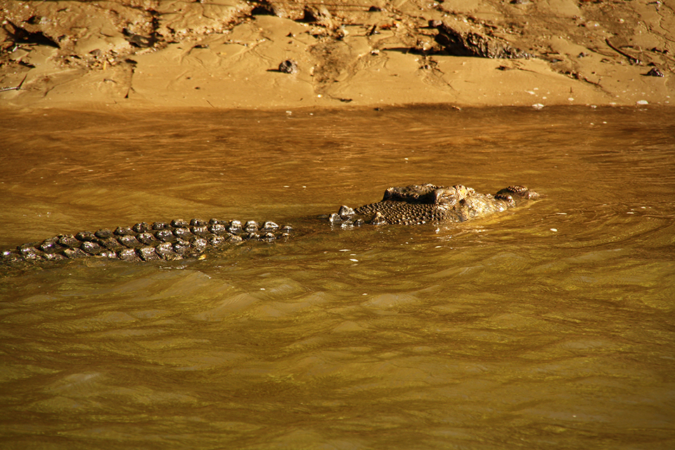 daintree-river-australie-02