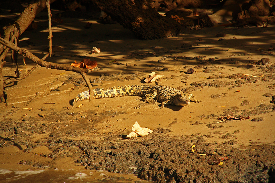 daintree-river-australie-03