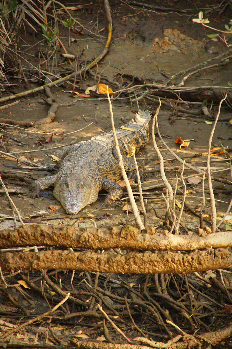 daintree-river-australie-04