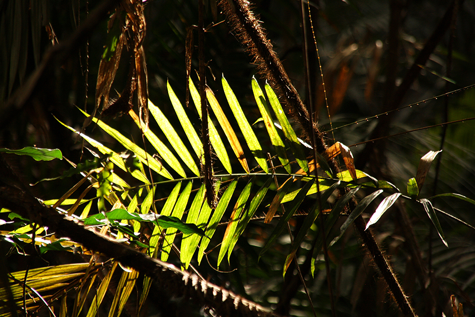 kuranda-australie-20