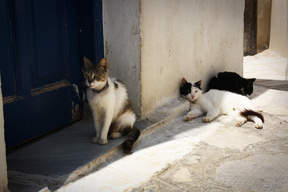 chats-grecs-cyclades-03