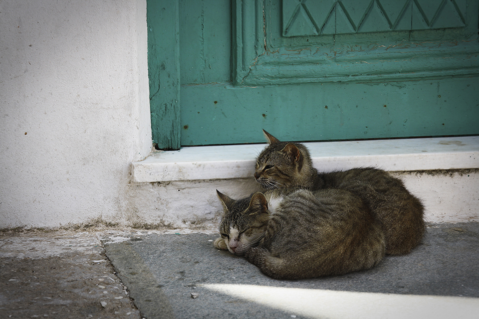 chats-grecs-cyclades-04