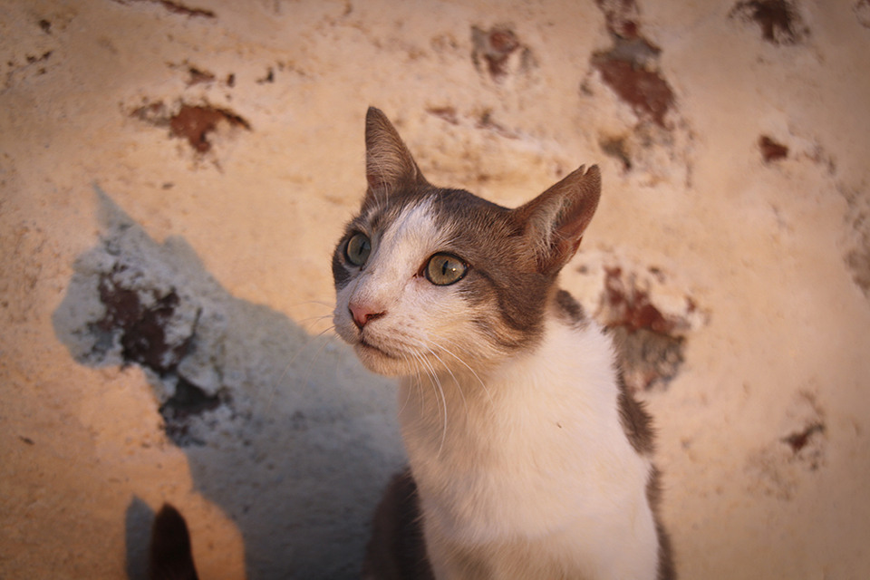 chats-grecs-cyclades-06