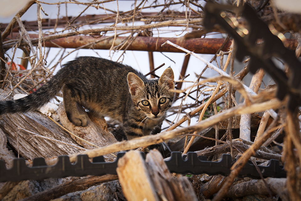 chats-grecs-cyclades-08