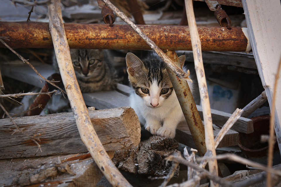 chats-grecs-cyclades-09