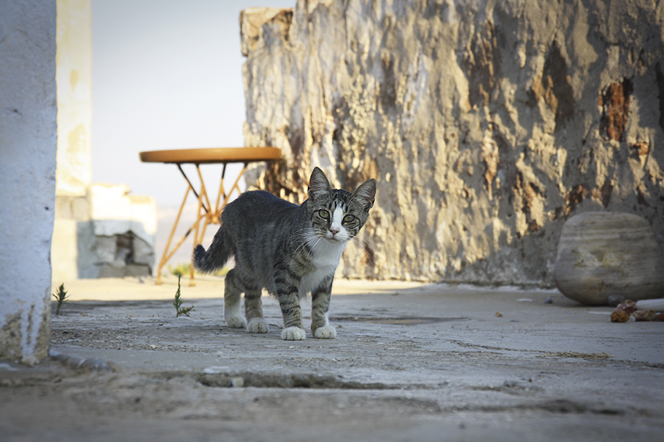 chats-grecs-cyclades-10