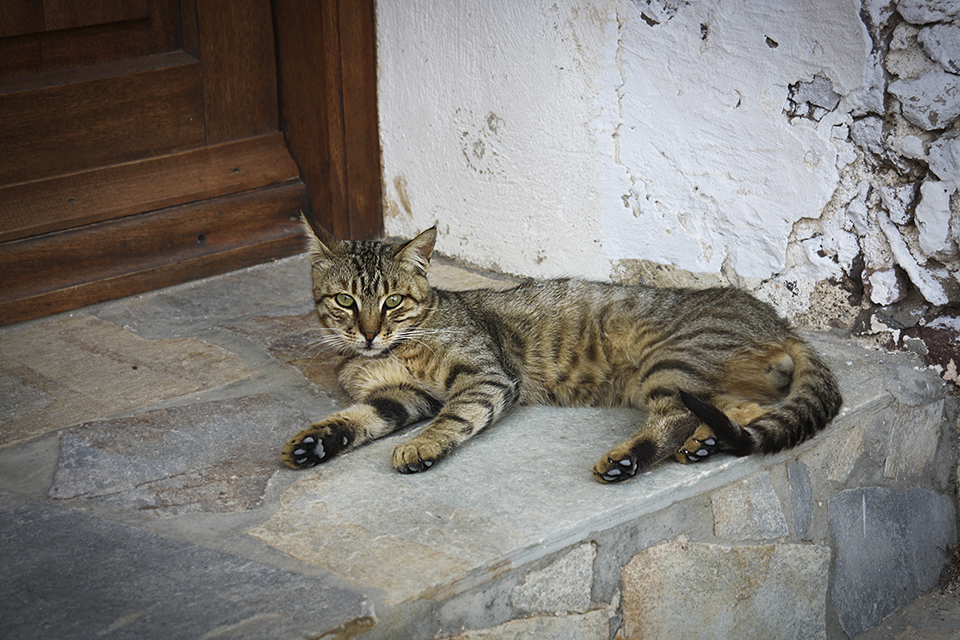 chats-grecs-cyclades-11