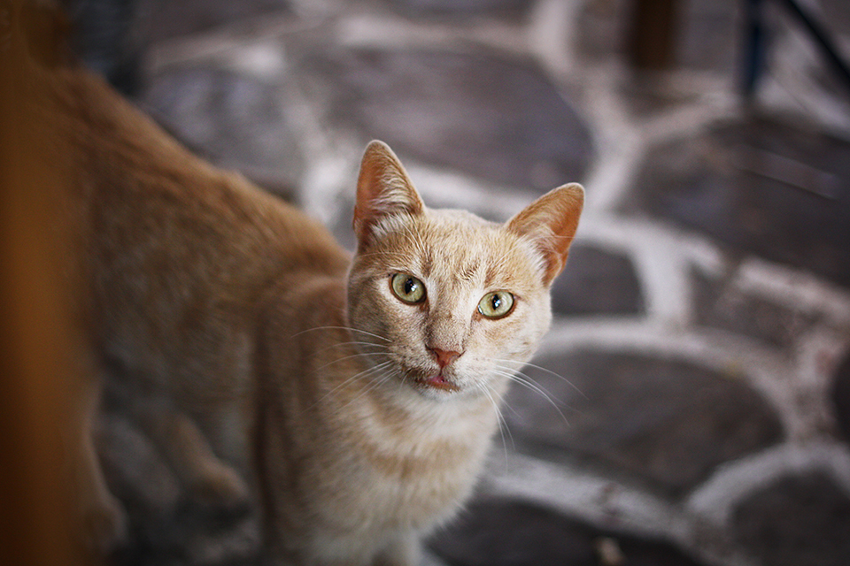 chats-grecs-cyclades-13