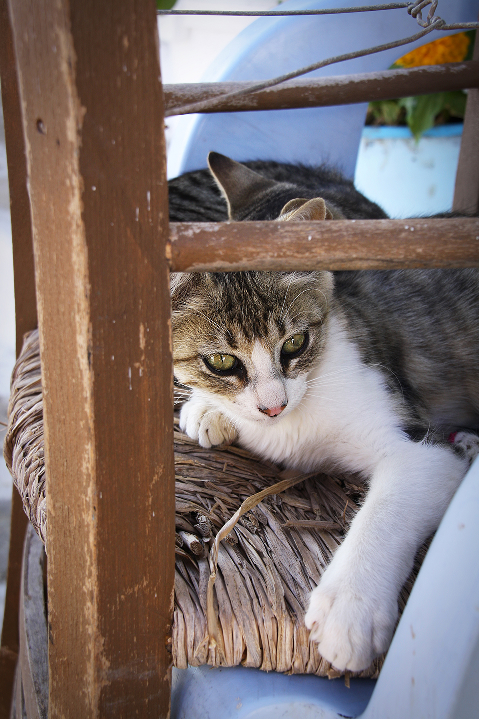 chats-grecs-cyclades-15