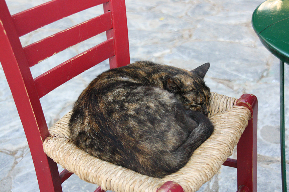 chats-grecs-cyclades-16