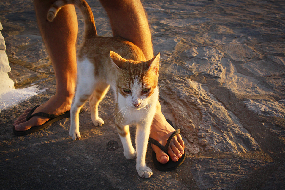 chats-grecs-cyclades-17