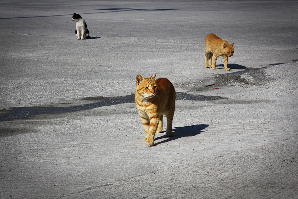 chats-grecs-cyclades-20