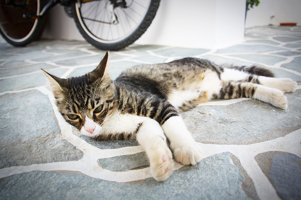 chats-grecs-cyclades-23