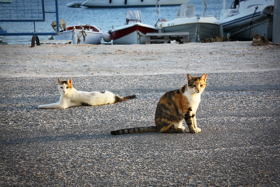 chats-grecs-cyclades-26