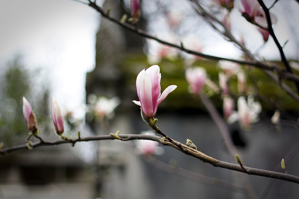 cimetiere-pere-lachaise-paris-16