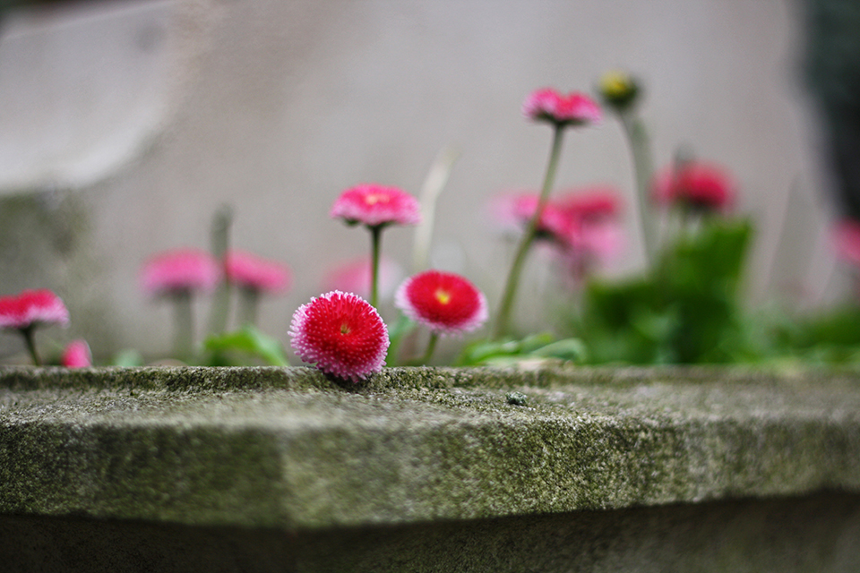 cimetiere-pere-lachaise-paris-29