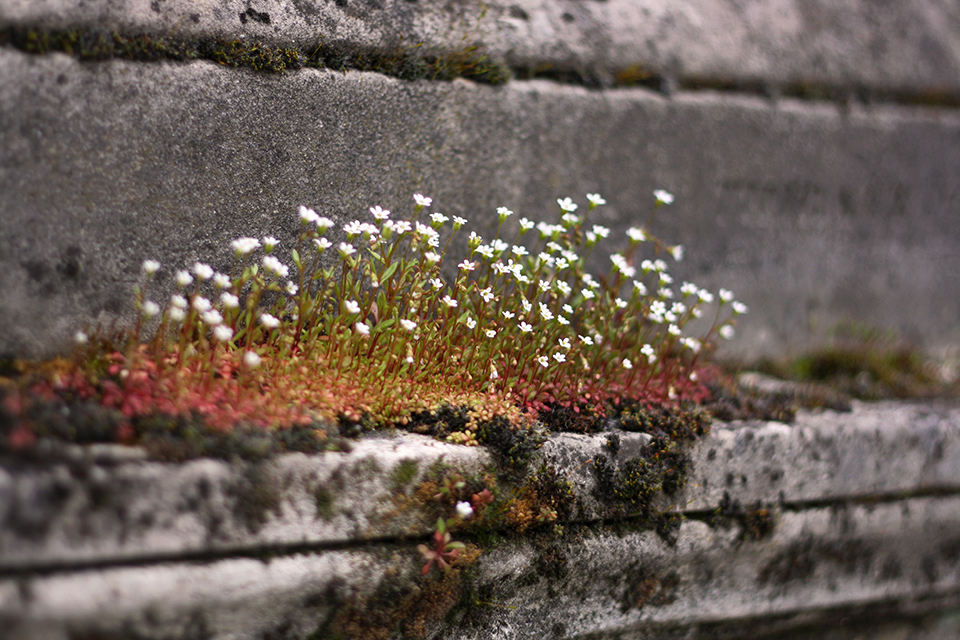 cimetiere-pere-lachaise-paris-41