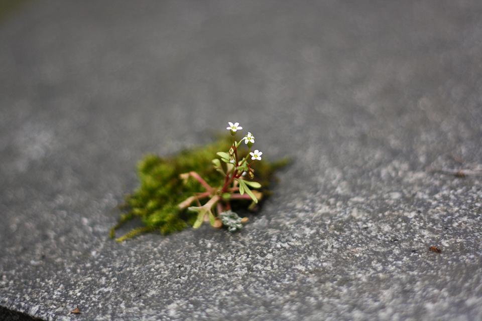 cimetiere-pere-lachaise-paris-67