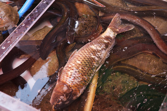 Jagalchi Fish Market Busan