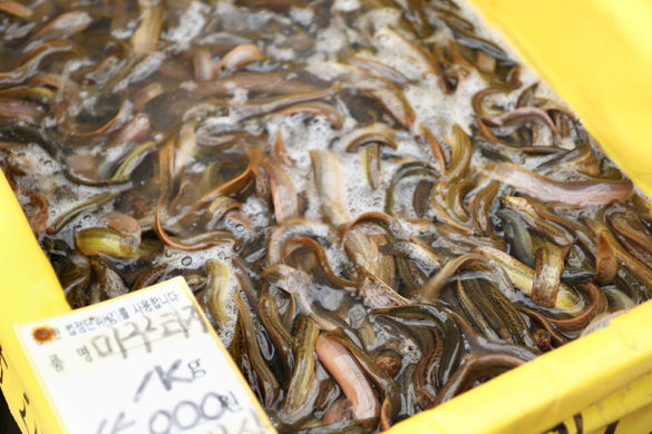 Jagalchi Fish Market Busan