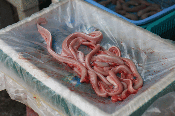 Jagalchi Fish Market Busan